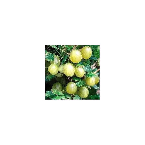Ribes u.-c. 'Mucurines'