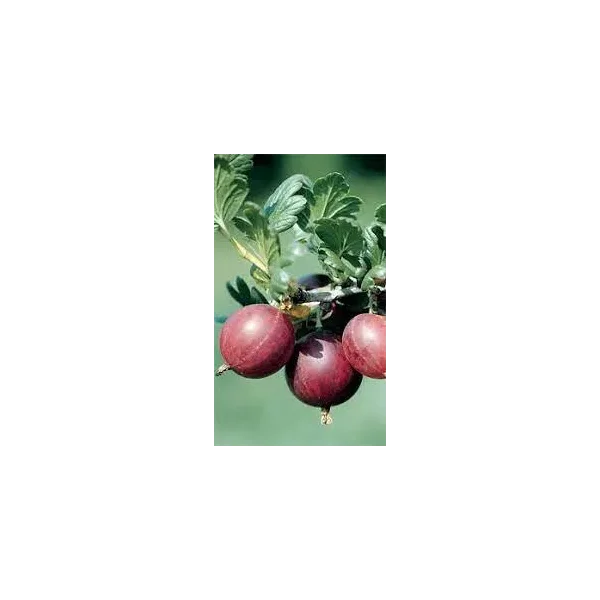 Ribes uva-crispa 'Rokula'®