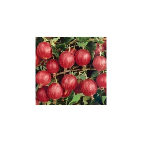 Ribes u.-c. 'Spinefree'