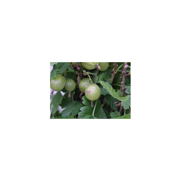 Ribes uva-crispa 'Whitesmith'
