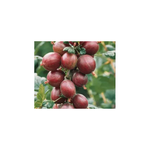 Ribes u.-c. 'Whinham's Industry'