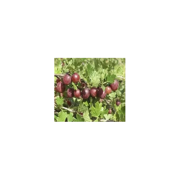 Ribes u.-c. 'Xenia''