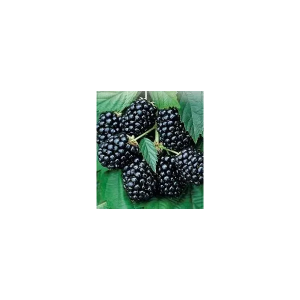 Rubus frut. 'Asterina'