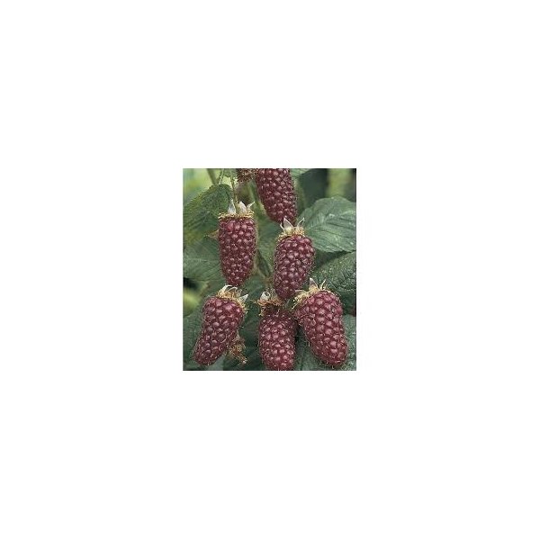 Rubus 'Boysenberry'