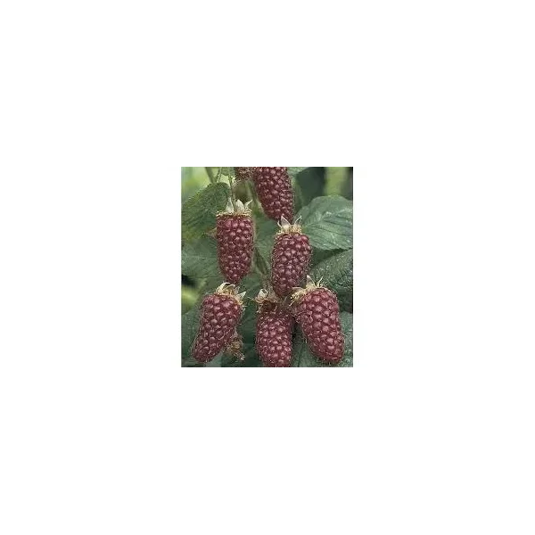 Rubus 'Boysenberry'