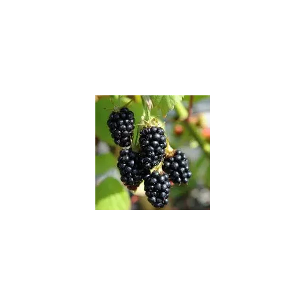 Rubus frut. 'Black Satin'