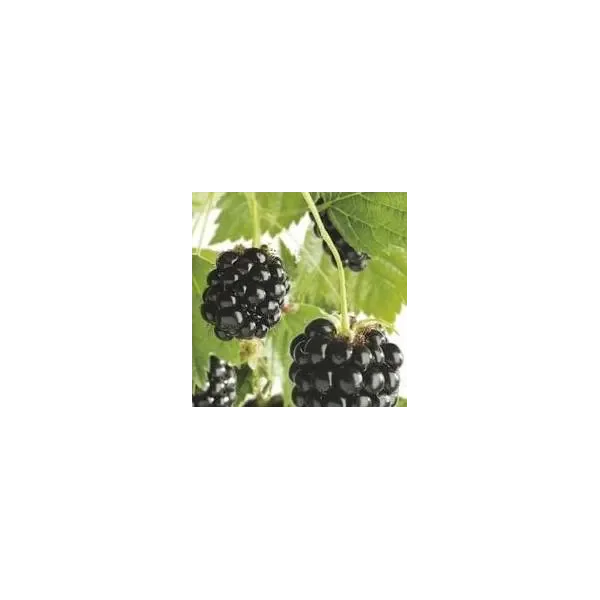 Rubus frut. 'Chester Thornless'