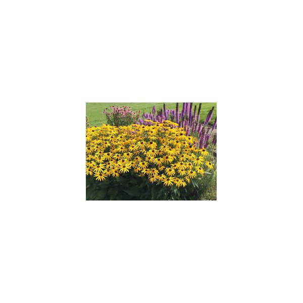 Rudbeckia f. 'Goldschirm'