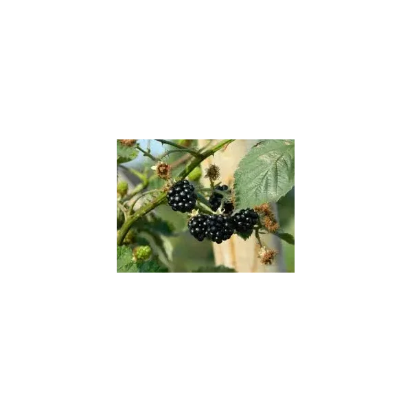 Rubus frut. 'Himalaya'