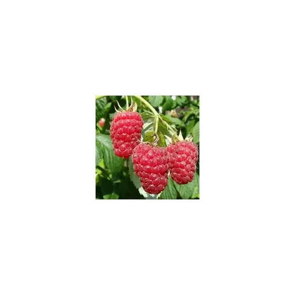 Rubus idaeus 'Autumn Bliss'