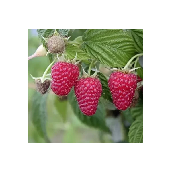 Rubus idaeus 'Autumn First'