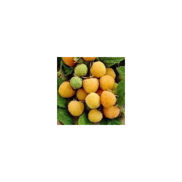 Rubus idaeus 'All Gold'
