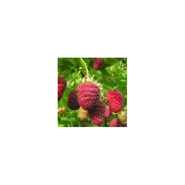 Rubus idaeus 'Cascade Delight'