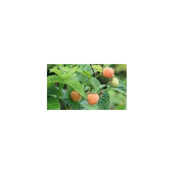 Rubus idaeus 'Fallgold'
