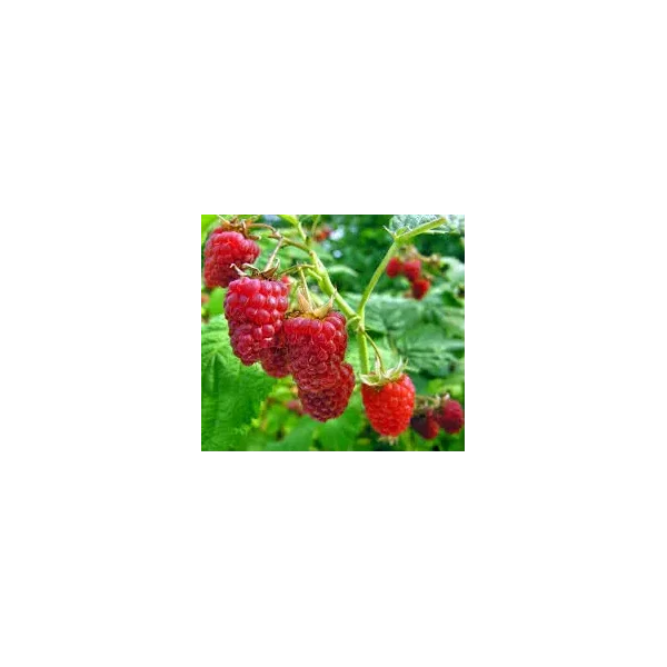 Rubus idaeus 'Glen Ample'