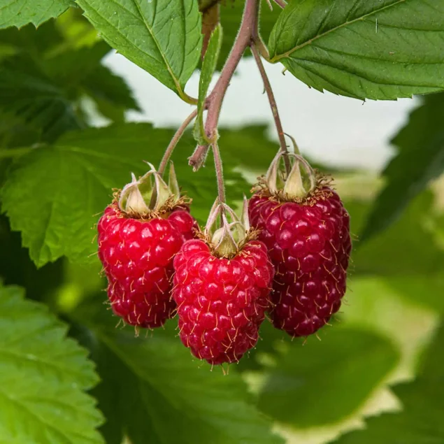 Rubus idaeus 'Glen Carron'