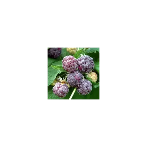Rubus idaeus 'Glen Coe'