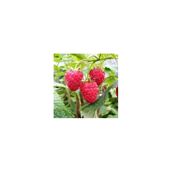 Rubus idaeus 'Glen Dee'