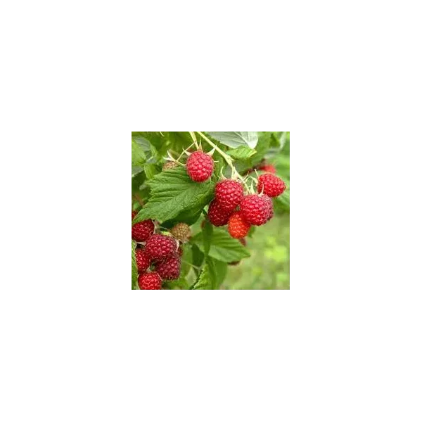Rubus idaeus 'Glen Fyne'