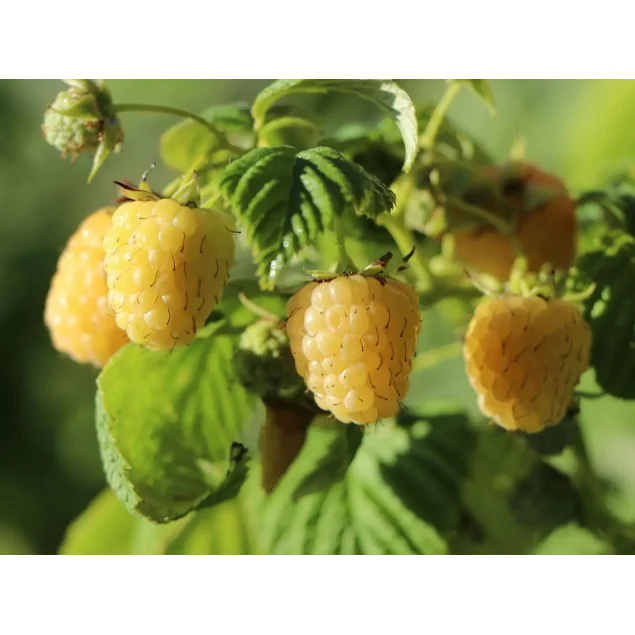 Rubus idaeus 'Golden Queen'