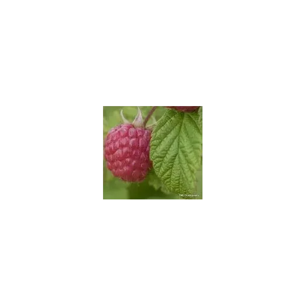 Rubus idaeus 'Haida'