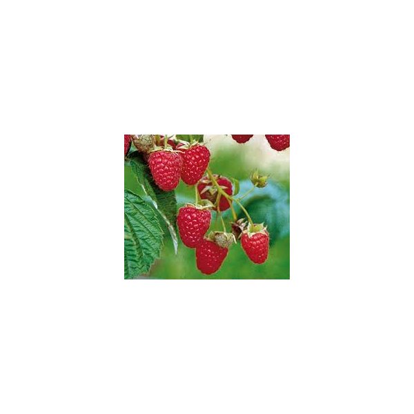 Rubus idaeus 'Himbotop'®