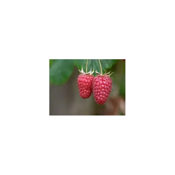 Rubus idaeus 'Marwé'