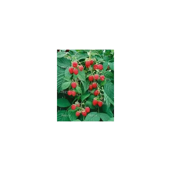 Rubus idaeus 'Meeker'