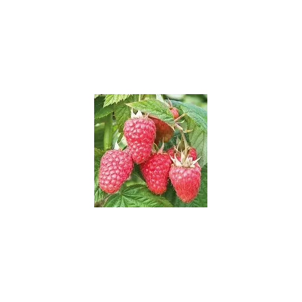 Rubus idaeus 'Malling Juno'