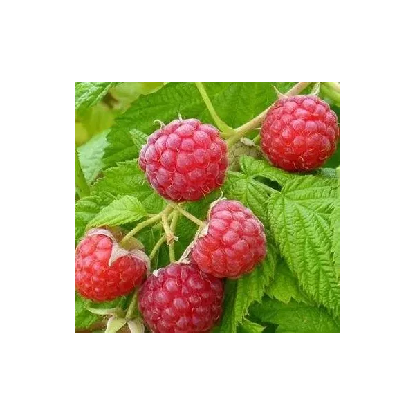 Rubus idaeus 'Mormorshallon'