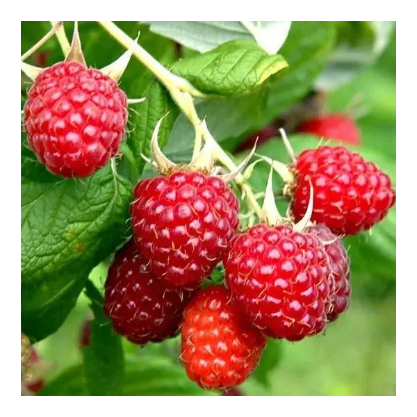 Rubus idaeus 'Malling Promise'