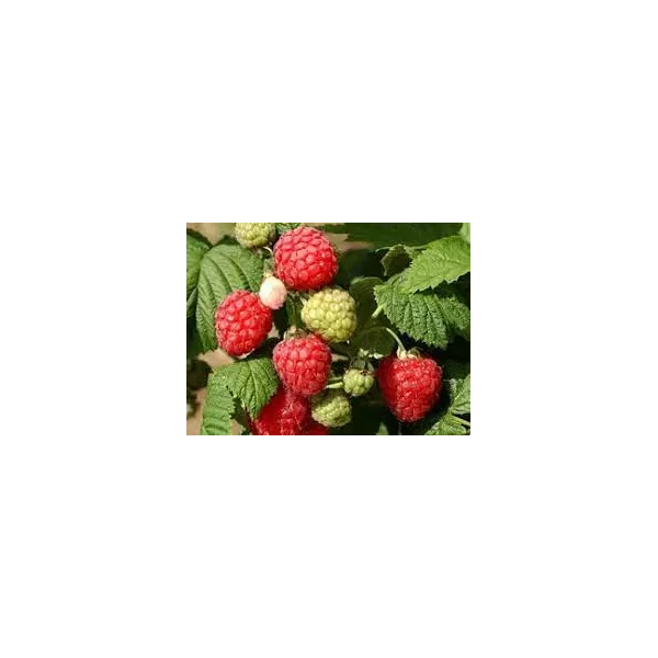 Rubus idaeus 'Octavia'