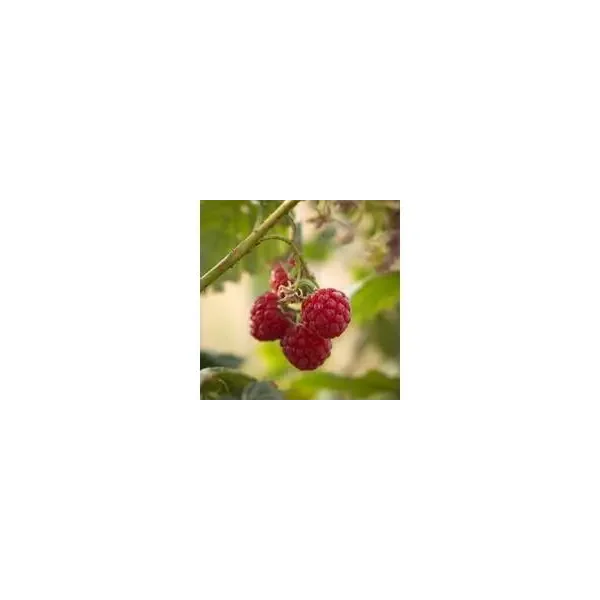 Rubus idaeus 'Ottawa'