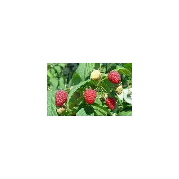 Rubus idaeus 'Polka'