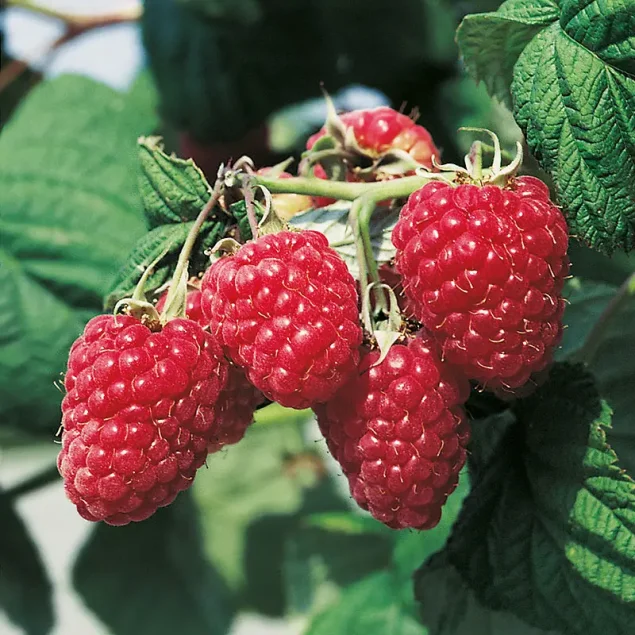 Rubus idaeus 'Preussen'