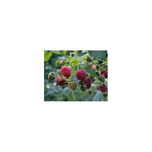Rubus idaeus 'Schönemann'