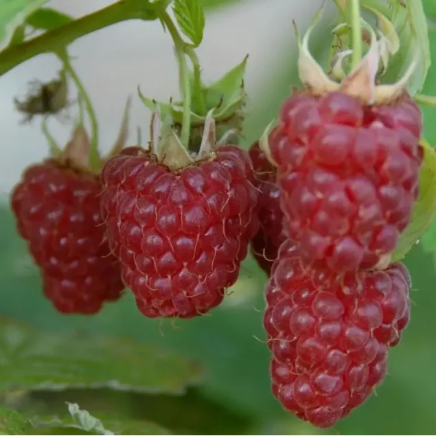 Rubus idaeus 'Tulameen Pearl'