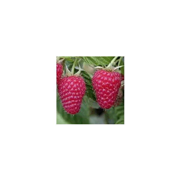 Rubus idaeus 'Tulameen'