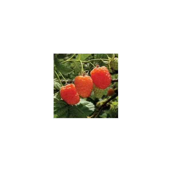 Rubus idaeus 'Valentina' ®