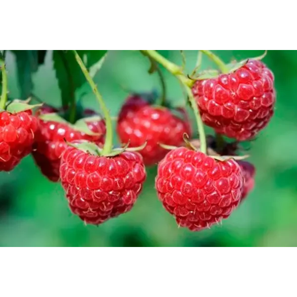 Rubus idaeus 'Willamette'