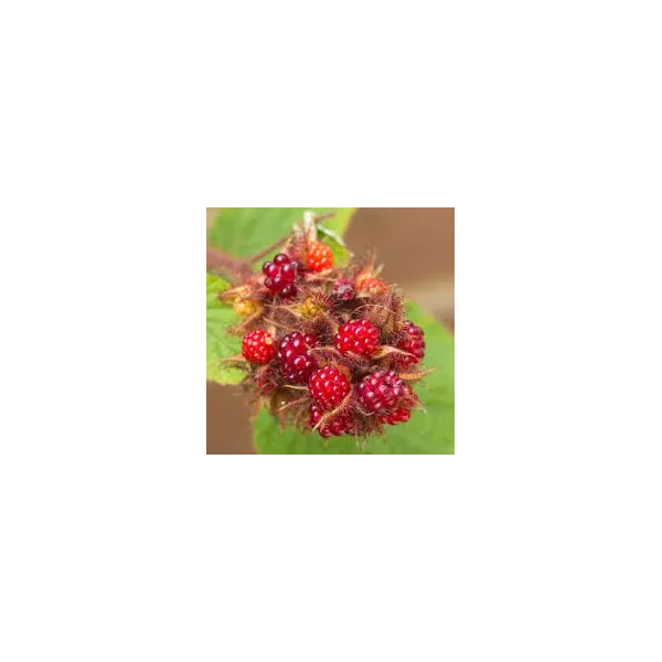 Rubus 'Japanse Wijnbes'