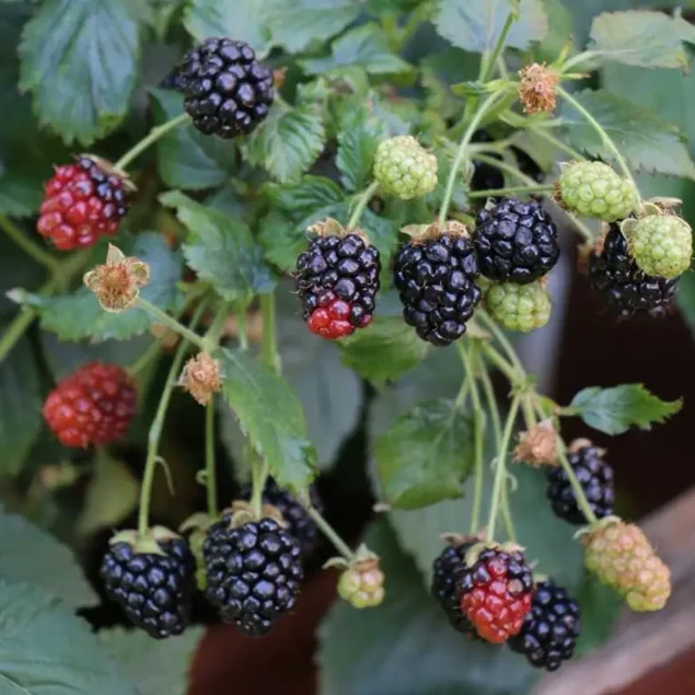 Rubus frut. 'Little Black Prince'