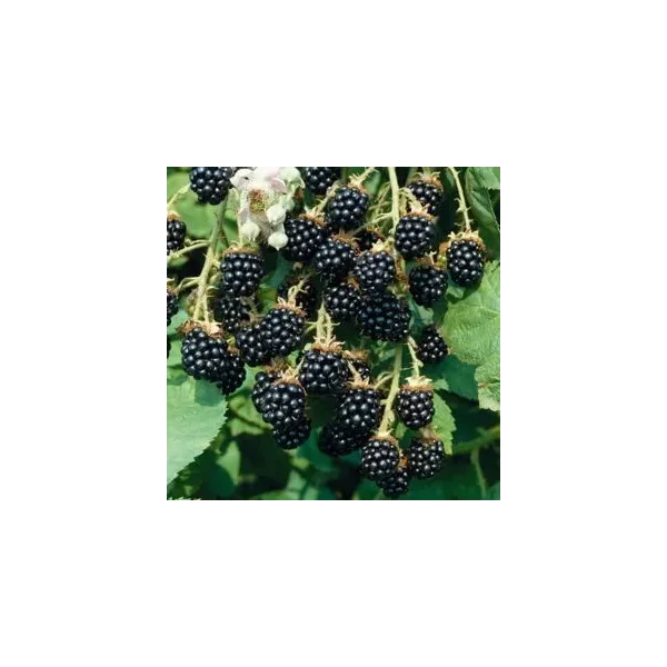 Rubus frut. 'Loch Ness'