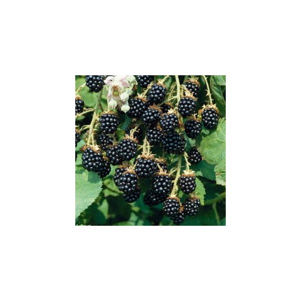 Rubus frut. 'Loch Ness'