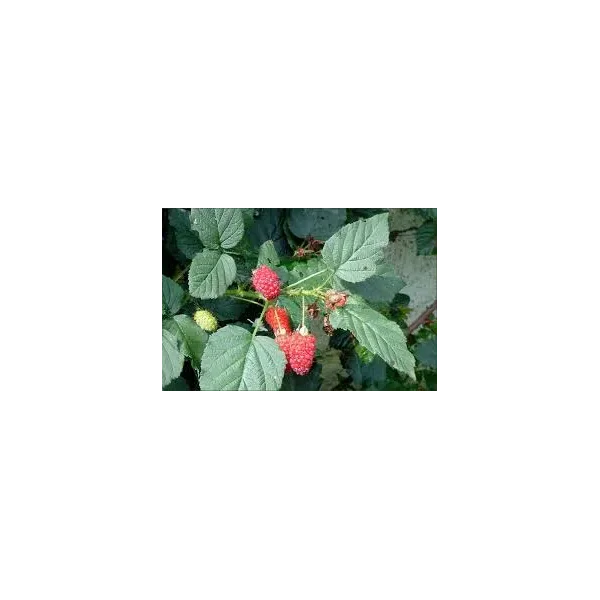 Rubus log. 'Logan'