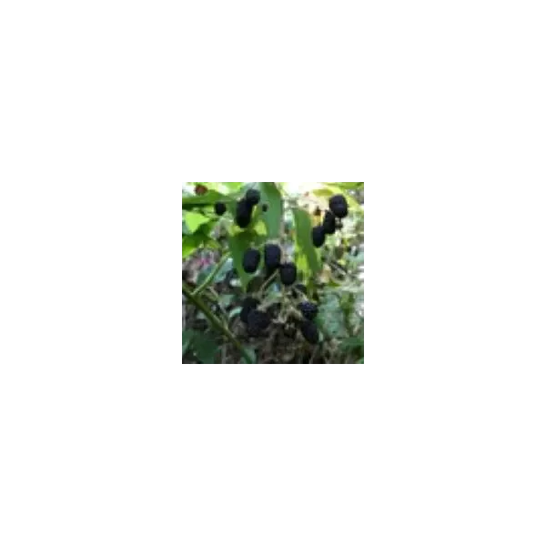 Rubus frut. 'Navaho'