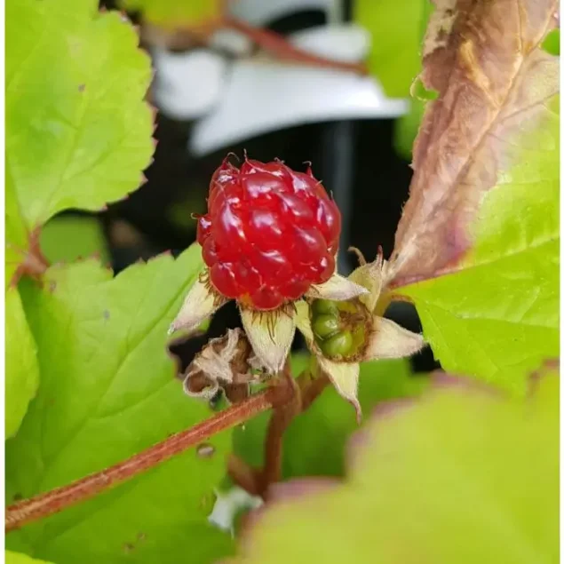 Rubus pectinarioides 'Hara'