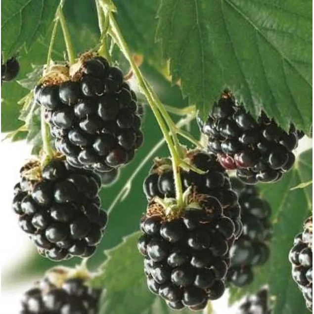 Rubus frut. 'Reuben'