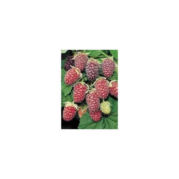 Rubus 'Tayberry'
