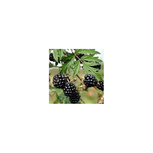 Rubus frut. 'Thornless Evergreen'